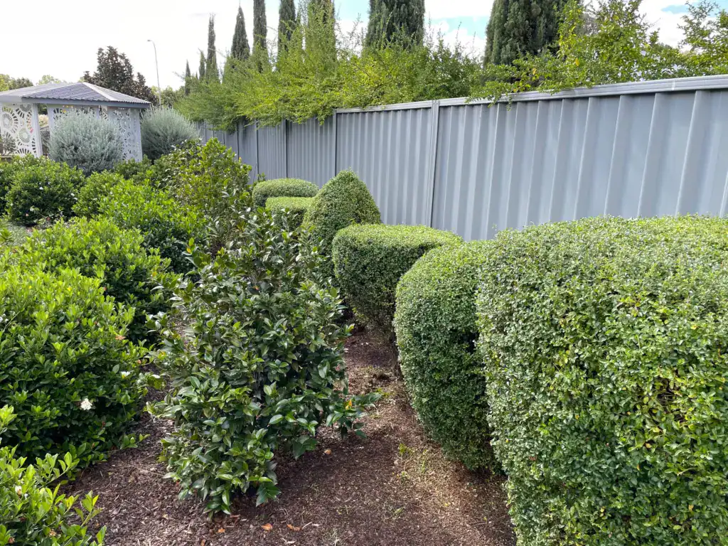 Manicured garden hedges beside metal fence and gazebo
