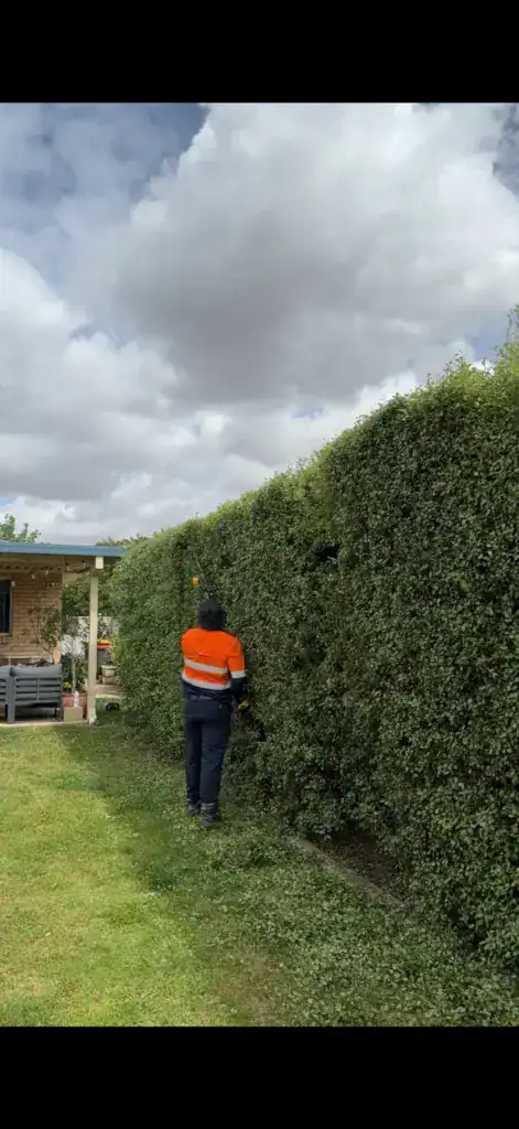 Worker trimming tall hedge in suburban backyard