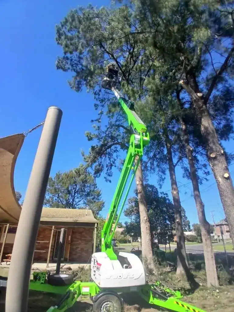 Tree Removal Service