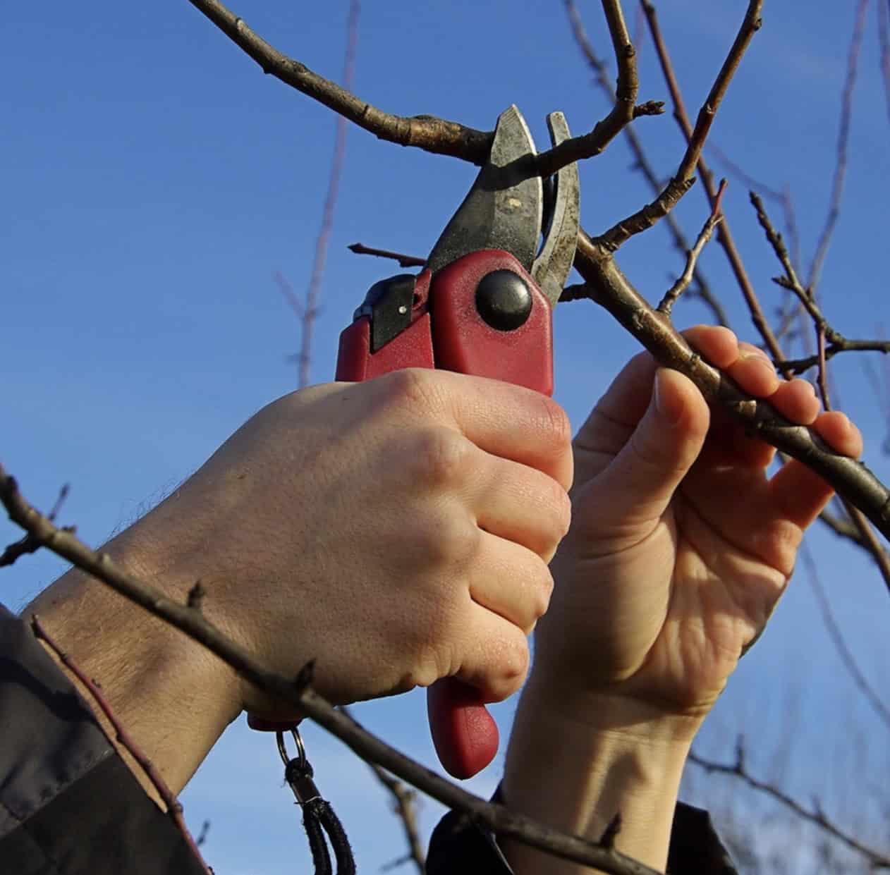 Hands pruning tree branch with red secateurs