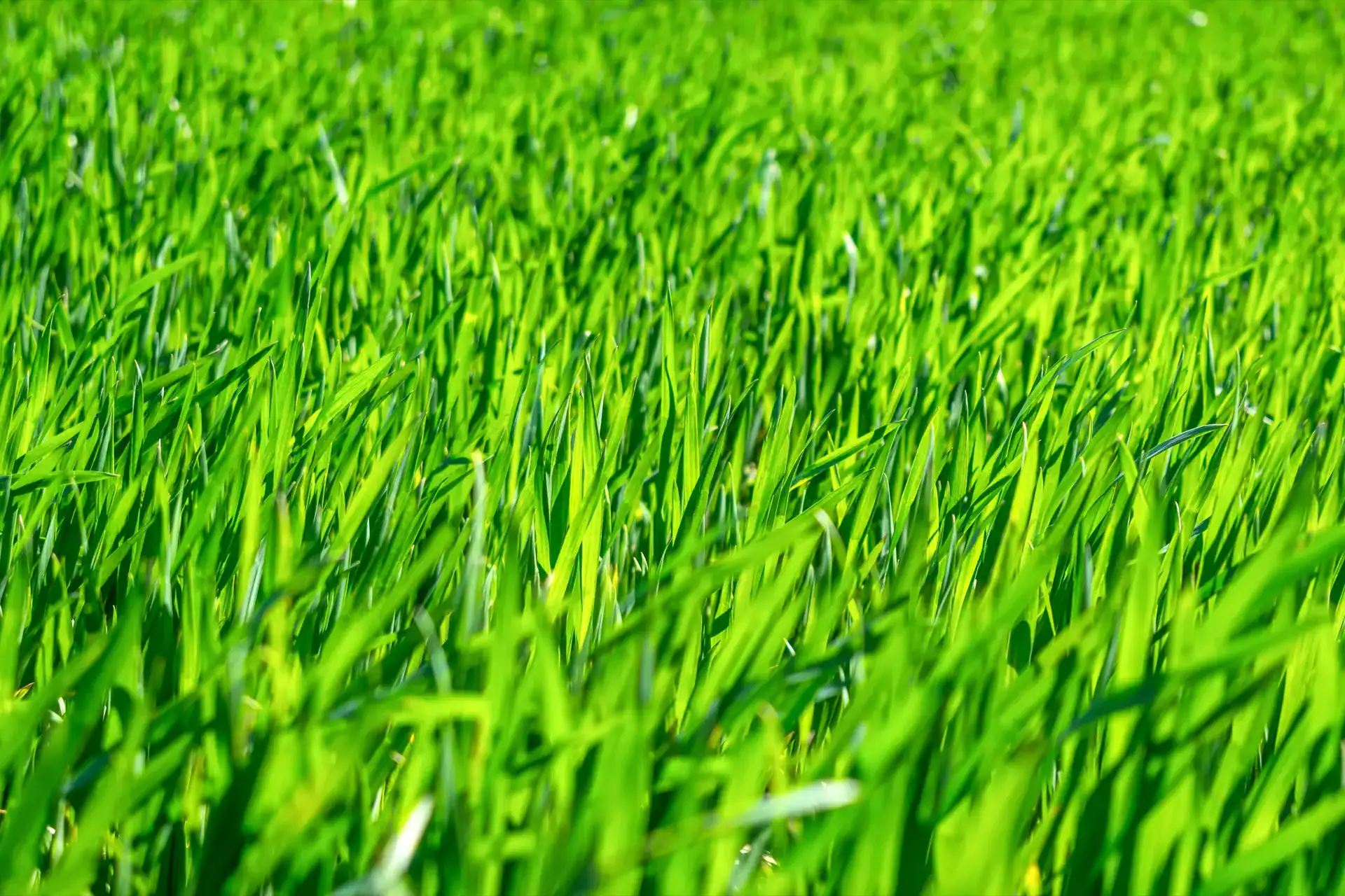 Close-up of lush green grass in sunlight