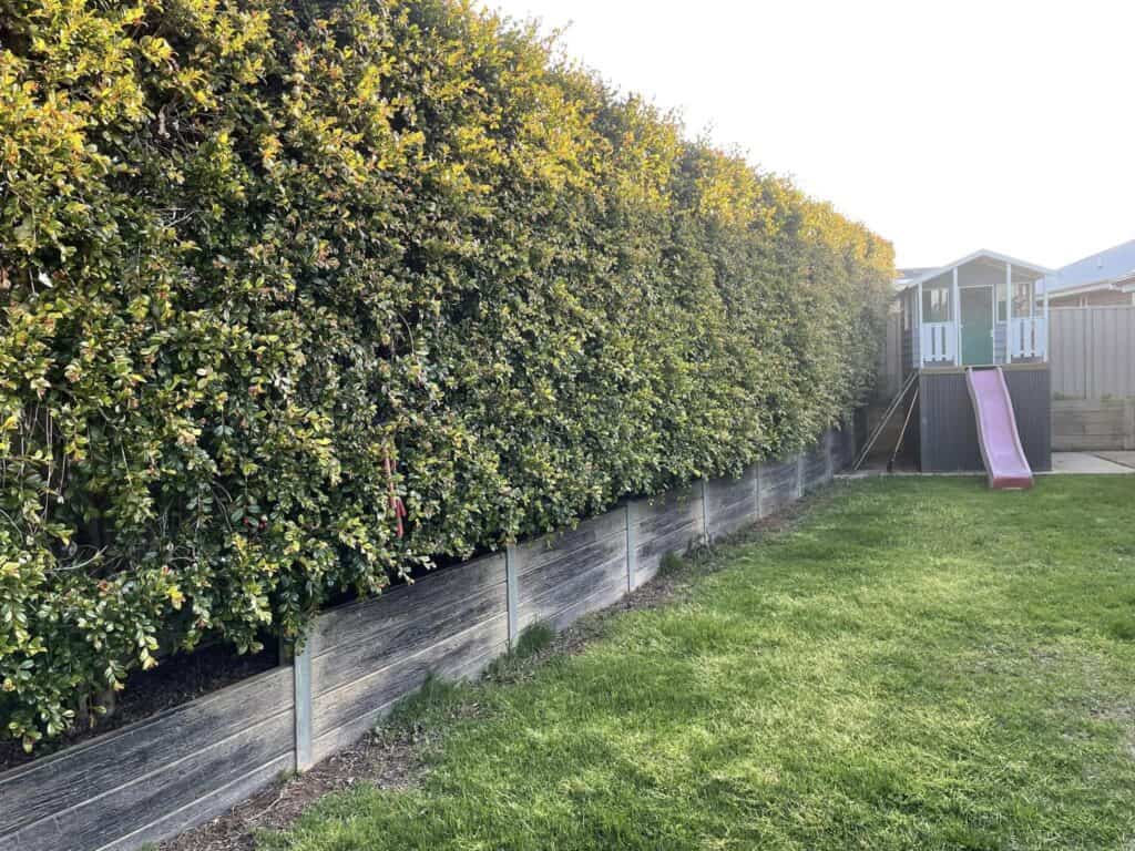 Tall hedge and cubby house in backyard